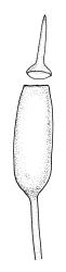 Encalypta  vulgaris, capsule with operculum. Drawn from B.H. Macmillan 92/70, CHR 482423.
 Image: R.C. Wagstaff © Landcare Research 2014 